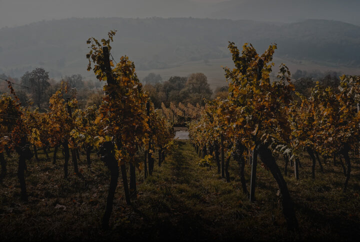 La bellezza delle viti: come la natura ispira il nostro vino