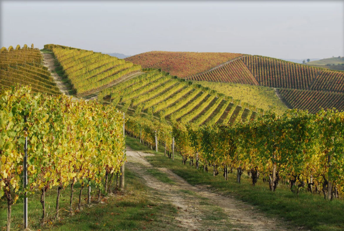 vigna VillaPenna